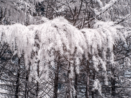 Infrared photography. Larch branchの写真素材