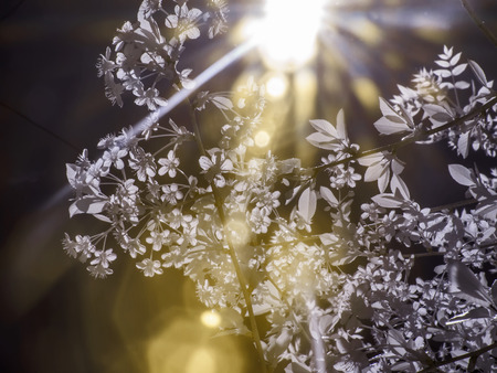 Infrared photography. Foliage of a tree against a background of sunlightの写真素材