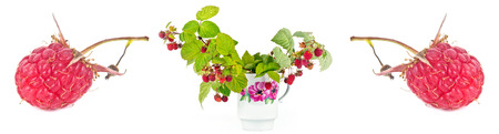 Branches of bush raspberry with ripe berries in a white cheap cup. Collage