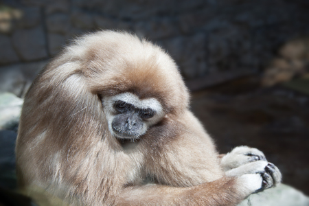 The white-handed gibbon is a species of primates from the gibbon family. It is one of the most famous species of the familyの写真素材