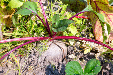 Mature beet grows on the garden bed