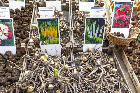 AMSTERDAM, NETHERLANDS - MAY 01.2011: Urban flower market. Seeds and tubers of elite flowersのeditorial素材