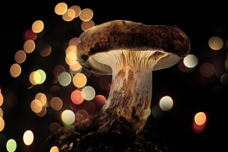 A forest mushroom Paxillus, collage with bokeh backgroundの写真素材