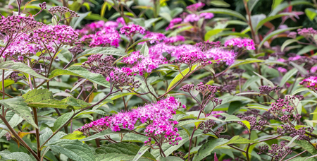 Blooming shrub Spirea red  on a spring afternoon