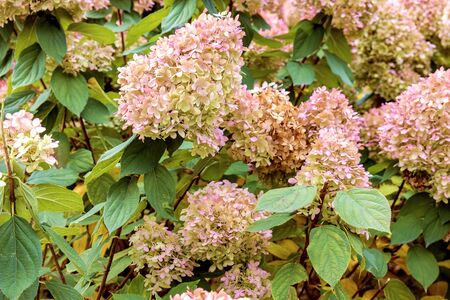 Large inflorescences of a flowering bush plant Hydrangea