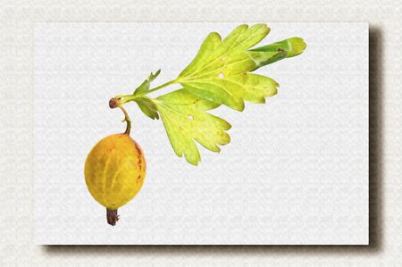 Branches of bush gooseberry with ripe berries. Oil paint on canvas. Picture with photo, imitation of painting. Illustration の写真素材