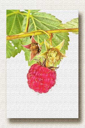 Branches of bush raspberry with ripe berries. Oil paint on canvas. Picture with photo, imitation of...