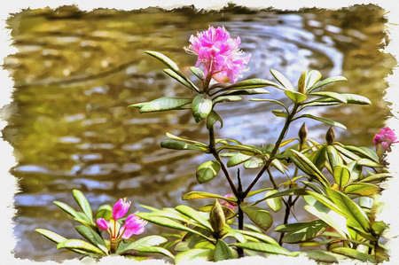 Picture from a photo. Oil paint. Imitation. Illustration. Flowering plant rhododendron on the background of water in early springの写真素材