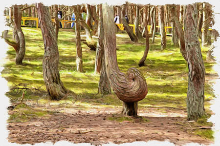 Picture from a photo. Oil paint. Imitation. Illustration. Kaliningrad region. Curonian Spit. Dune Round. Dancing forestの写真素材