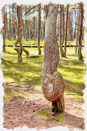 Picture from a photo. Oil paint. Imitation. Illustration. Kaliningrad region. Curonian Spit. Dune Round. Dancing forestの写真素材