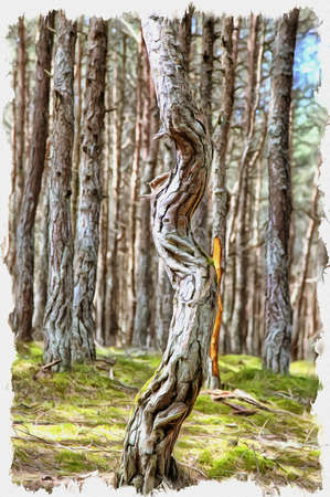 Picture from a photo. Oil paint. Imitation. Illustration. Kaliningrad region. Curonian Spit. Dune Round. Dancing forestの写真素材