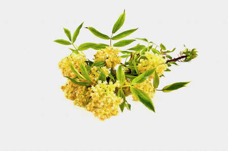 Oil paint on canvas. Picture with photo, imitation of painting. Illustration. Flowering branches of elderの写真素材