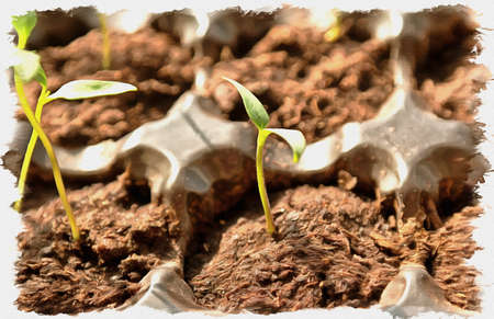 Picture from a photo. Oil paint. Imitation. Illustration. Small sprouts on seedlings of vegetable plants pepperの写真素材
