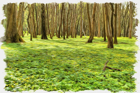 Picture from a photo. Oil paint. Imitation. Illustration. Spring flower Ficaria verna in a beech groveの写真素材