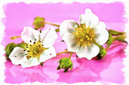 Oil paint on canvas. Picture with photo, imitation of painting. Illustration. Flowers of plant of strawberry close-up on a pink backgroundの写真素材