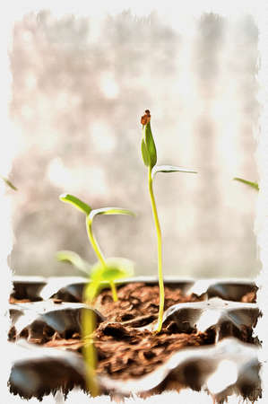Picture from a photo. Oil paint. Imitation. Illustration. Small sprouts on seedlings of vegetable plants pepperの写真素材