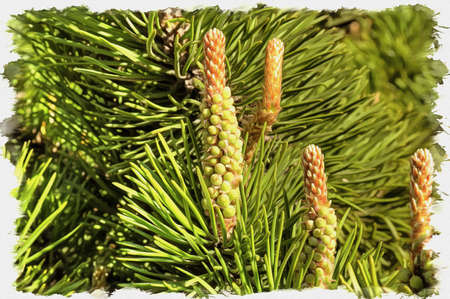 Picture from a photo. Oil paint. Imitation. Illustration. Young shoots of coniferous pine in early springの写真素材