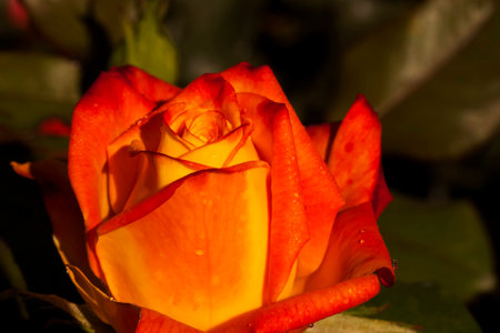 Photo of a Single Brilliant Orange Roseの写真素材