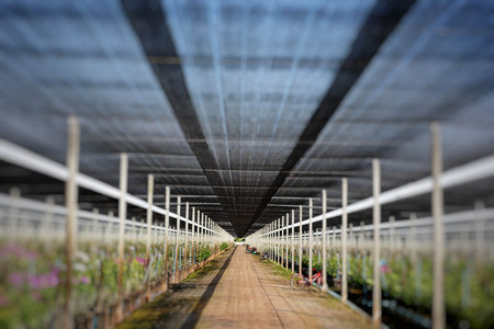 perspective of orchid plantation farm in rural area. worker watering the orchid in the farmの写真素材