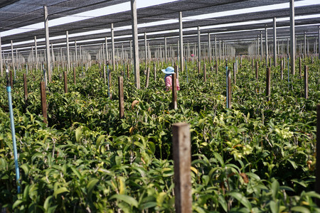 perspective of orchid plantation farm in rural area. worker watering the orchid in the farmの写真素材