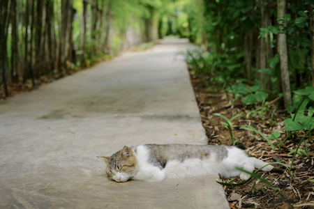 Portrait of sleeping cat with blurred background of bamboo garden and cement floorの写真素材