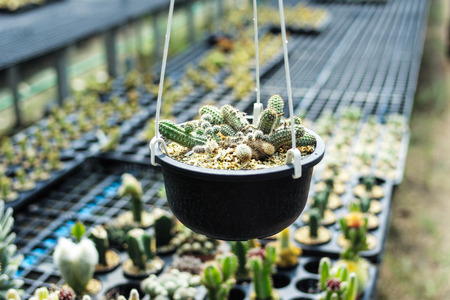Variety types of cactus in the farm with selective focus and blurred backgroundの写真素材