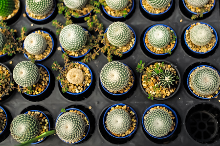 Variety types of cactus in the farm with selective focus and blurred backgroundの写真素材