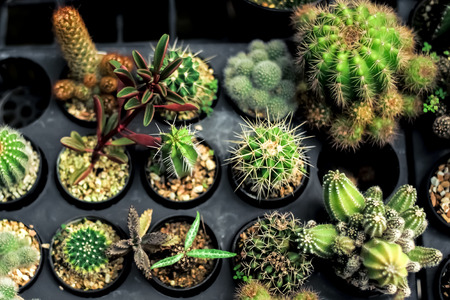 Variety types of cactus in the farm with selective focus and blurred backgroundの写真素材