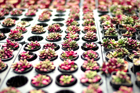 Variety types of cactus in the farm with selective focus and blurred backgroundの写真素材