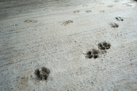 Dog's footprints on the concrete floor at the construction siteの写真素材