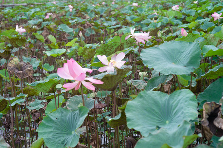 Landscape of blossom pink lotuses in the lakeの写真素材