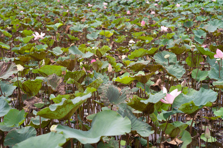 Landscape of blossom pink lotuses in the pondの写真素材