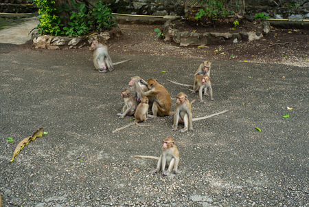 Group of crowded monkey on the cement road at the buddhism temple in the jungleの写真素材