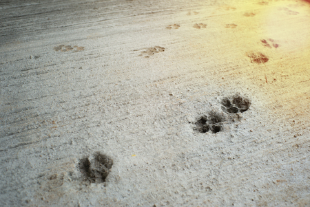 Dog's footprints on the concrete floor at the construction siteの写真素材