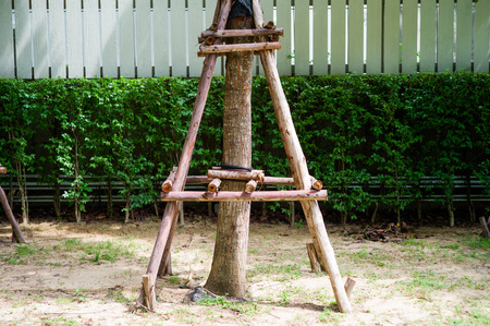 The trees supported by the timbers during the nursery period in the outdoor parkの写真素材