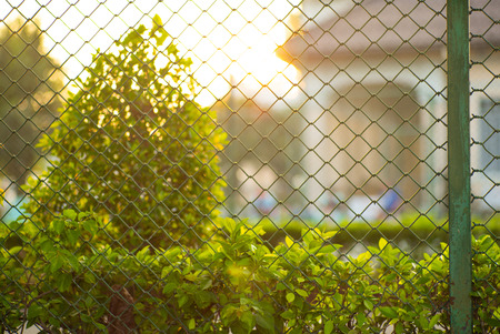 Abstract background of green bush and steel fence with sunlight of sunset in backgroundの写真素材