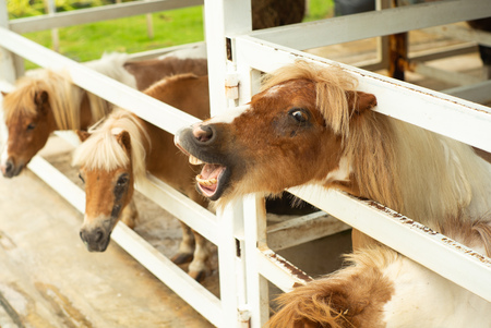 Portrait of little pony in the stable at the agricultural farm. Smiling face of small horse.の写真素材