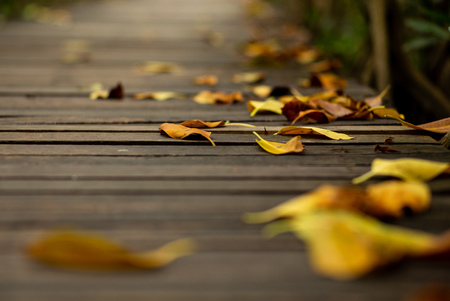 Abstract texture and background of dried leaves falling on the wooden walkway in the forestの写真素材