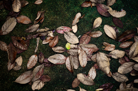 High exposure picture of dried and green leaves falled on wet concrete ground. Vintage texture and background of autume scene with colourful leaves on the floorの写真素材