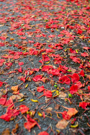 Abstract texture and background of red blossom flowers falling on the concrete floorの写真素材