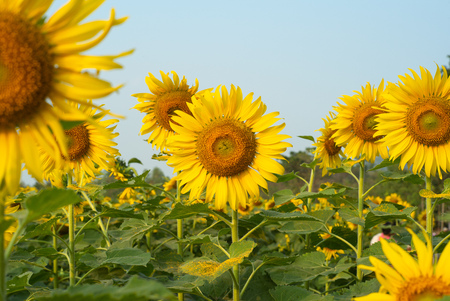 Closeup picture of blossom sunflowers in the plantation field with blue sky background in a sunny dayの写真素材