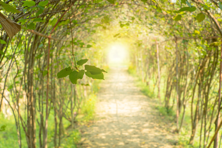 Selecive focus on plant leaves and branch hanging from the natural arch in outdoor gardenの写真素材