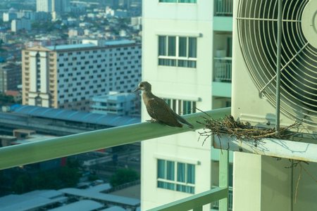 Closeup birds in a nest on the steel cage of air conditioner at the terrace of high condominium with blurred cityscape background in sunshine morningの写真素材