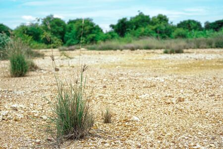 Closeup green bushes of weed grow on arid ground with blurred forest and blue sky in backgroundの写真素材