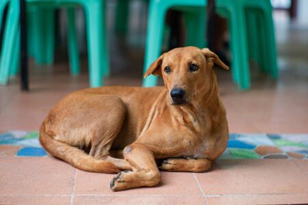 Isolated brown dog lays down on the floor. Homeless puppy