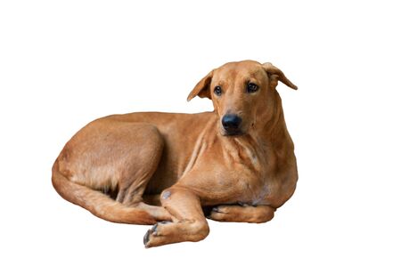 Isolated brown dog lays down on the floor. Homeless puppyの写真素材