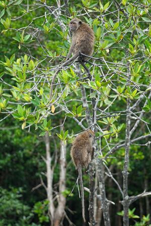 Selective focus on monkeys sit on the branches of mangrove trees with blurred jungle in backgroundの写真素材
