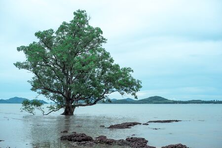 Isolated big old mangrove tree grows on the beach with seascape and landscape of island in backgroundの写真素材
