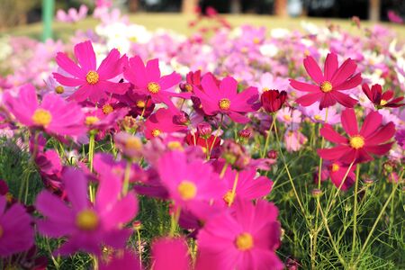 Selective focus on crowd of colorful daisy flowers in the fieldの写真素材