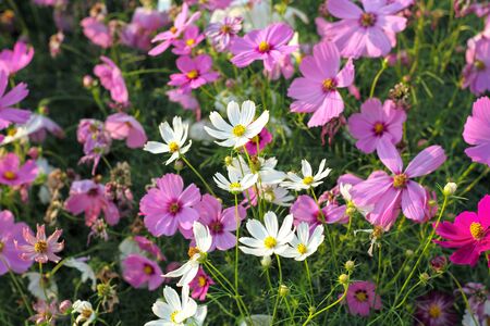 Selective focus on crowd of colorful daisy flowers in the fieldの写真素材